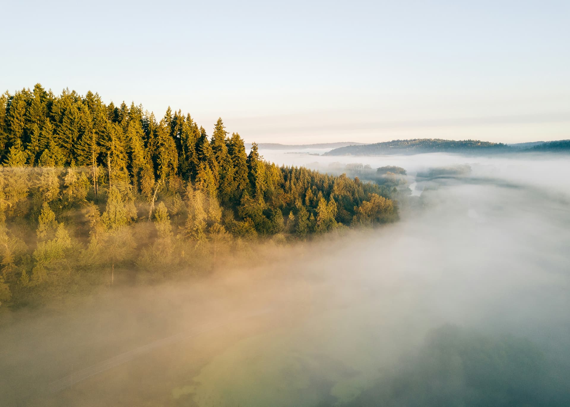 Golden-hour mist drifting through a Pacific Northwest conifer forest, the Coalition's primary fieldwork region across British Columbia and Washington State.