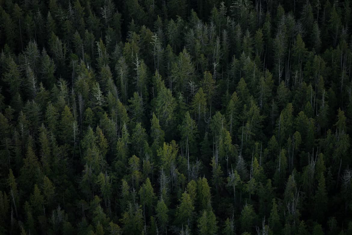 Aerial view of an old-growth Pacific Northwest forest canopy.